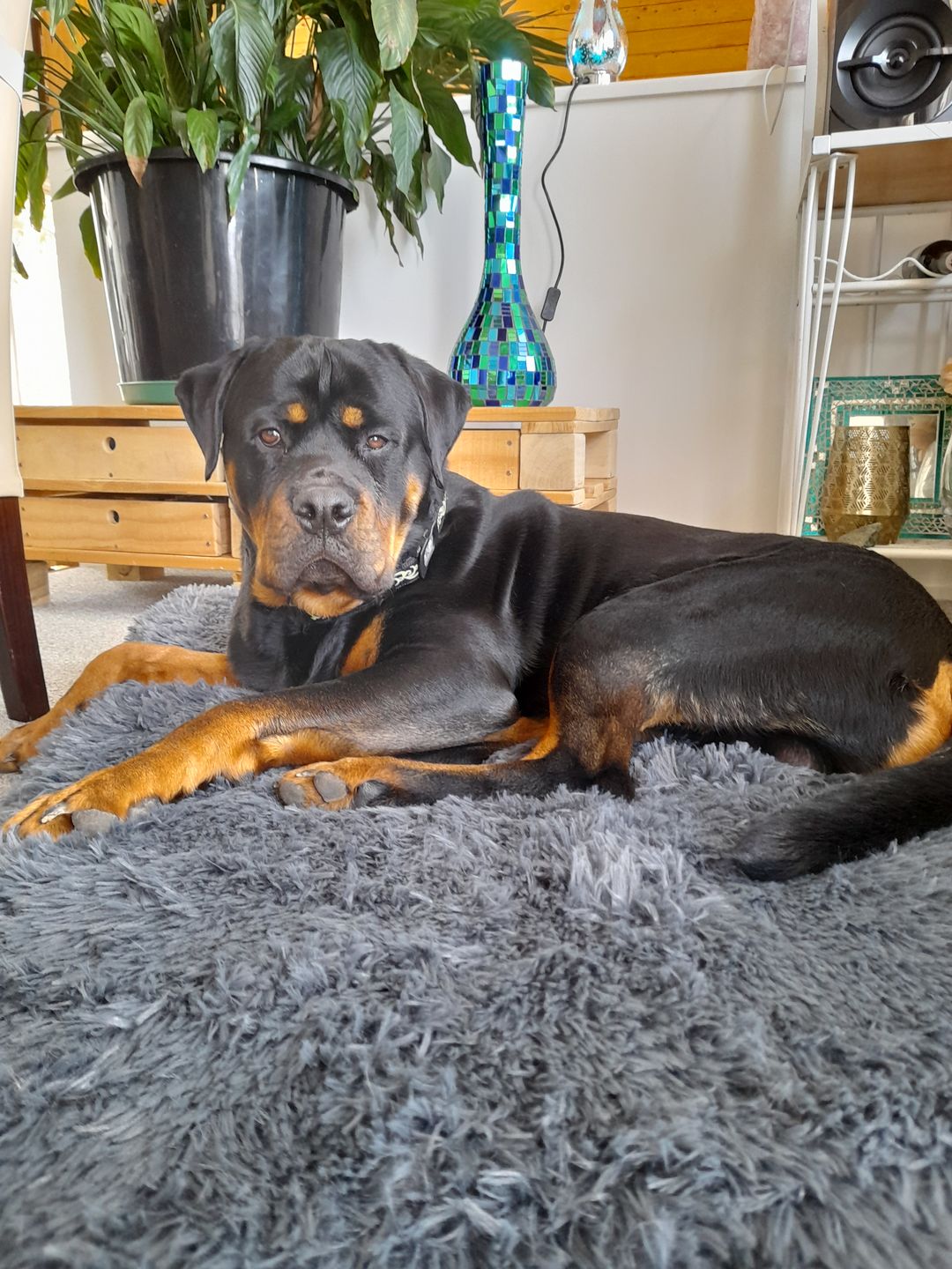 Customer photo review of Brooklyn® Memory Foam Bed