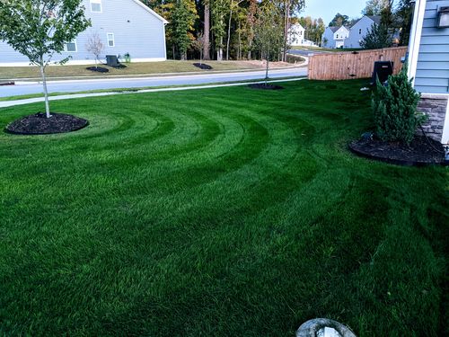 Customer photo review of GCI Turf Cool Blue Grass Seed
