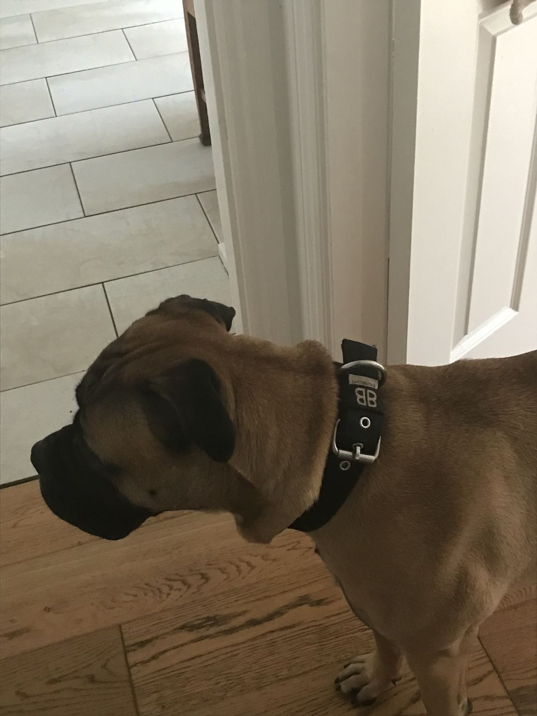 Customer photo review of 4cm Nylon Dog Collar - Black v2.0