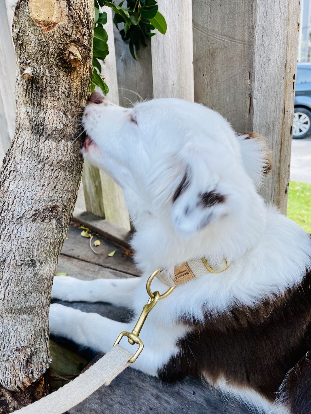 Customer photo review of Heavy Duty Hemp Canvas Dog Collar & Lead Set - Gold