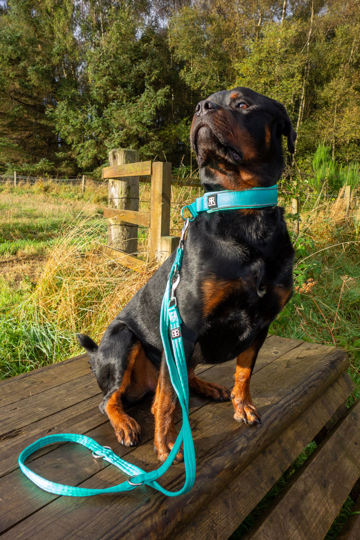 Customer photo review of 4cm RR Collar | Soft Padded & Reflective | Series 2 - Turquoise