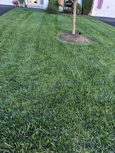 Customer photo review of GCI Turf Type Tall fescue Grass Seed