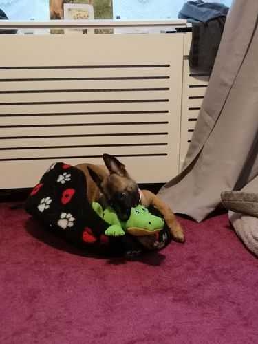 Customer photo review of Kong Cozie Ultra Ana Alligator Dog Toy