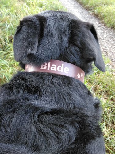 Customer photo review of Leder Hundehalsband Personalisierbar mit Hundename und/oder Telefonnummer