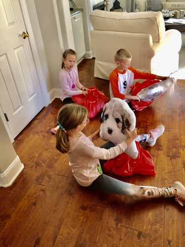 Customer photo review of Create A Custom Dog Pillow