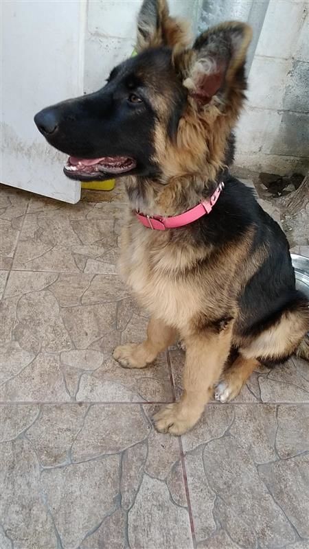 Customer photo review of Collar Duke Fucsia Corrugado/Rosado Corrugado