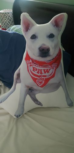 Customer photo review of Create A Custom Animal Pillow