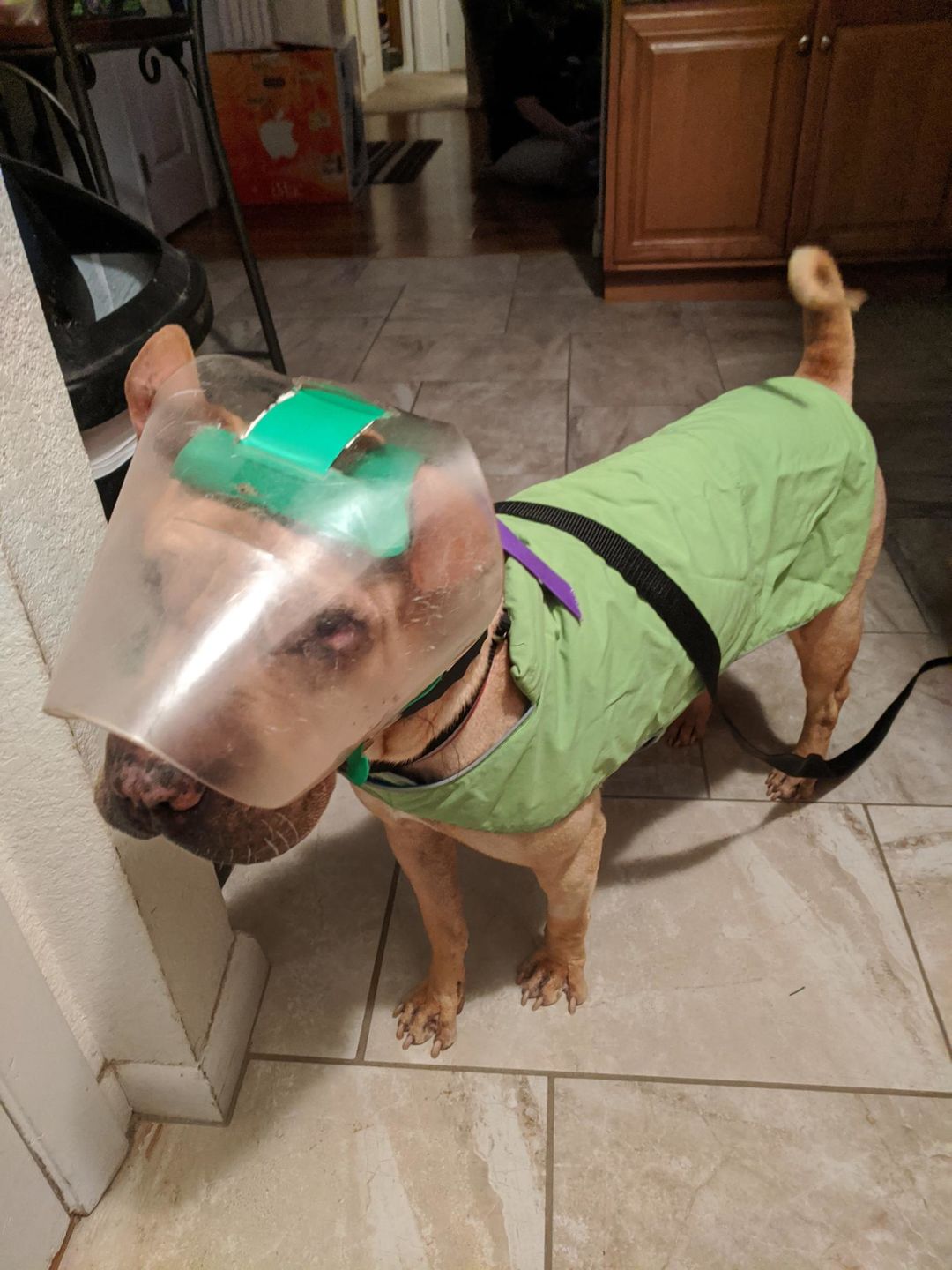 Customer photo review of NovaGuard Recovery Collar
