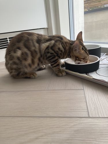 Customer photo review of Cool Bowl Black XS for Pets