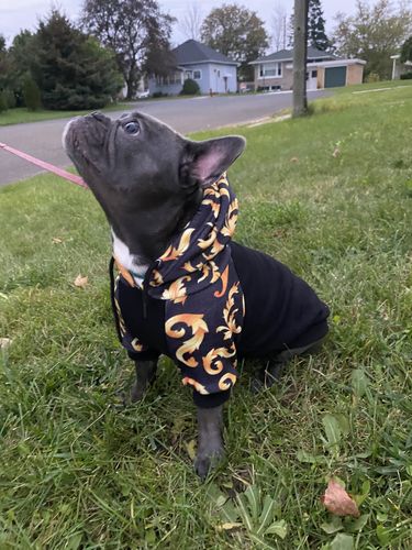 Customer photo review of Bad & Boujee Dog Hoodie - Black & Gold