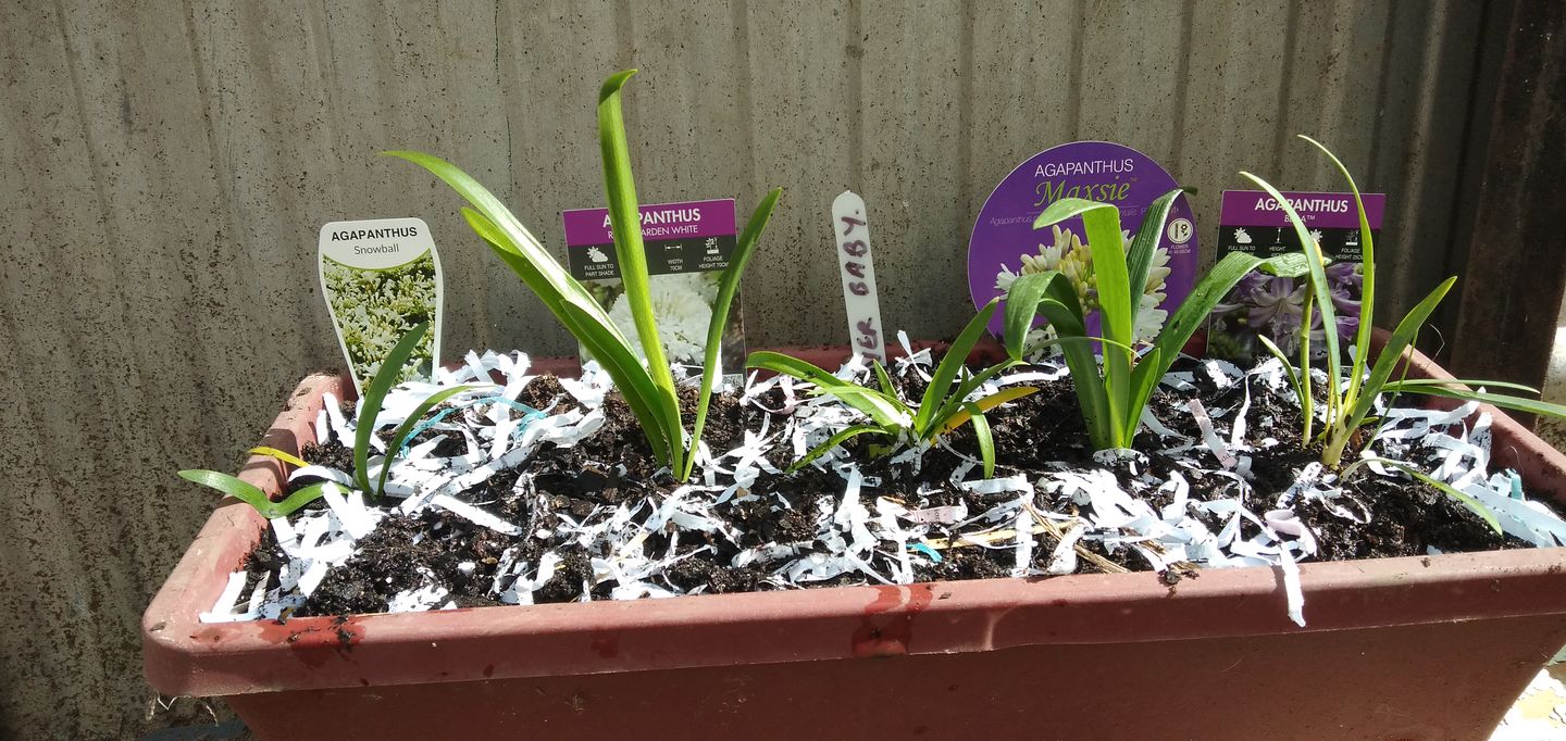 Customer photo review of Agapanthus