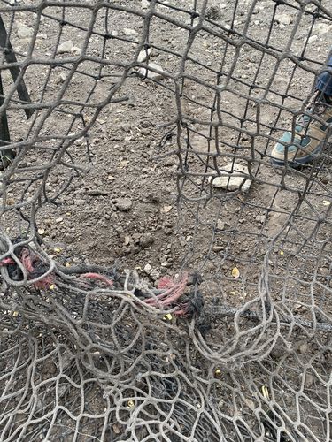 Customer photo review of Pig Brig Trap System