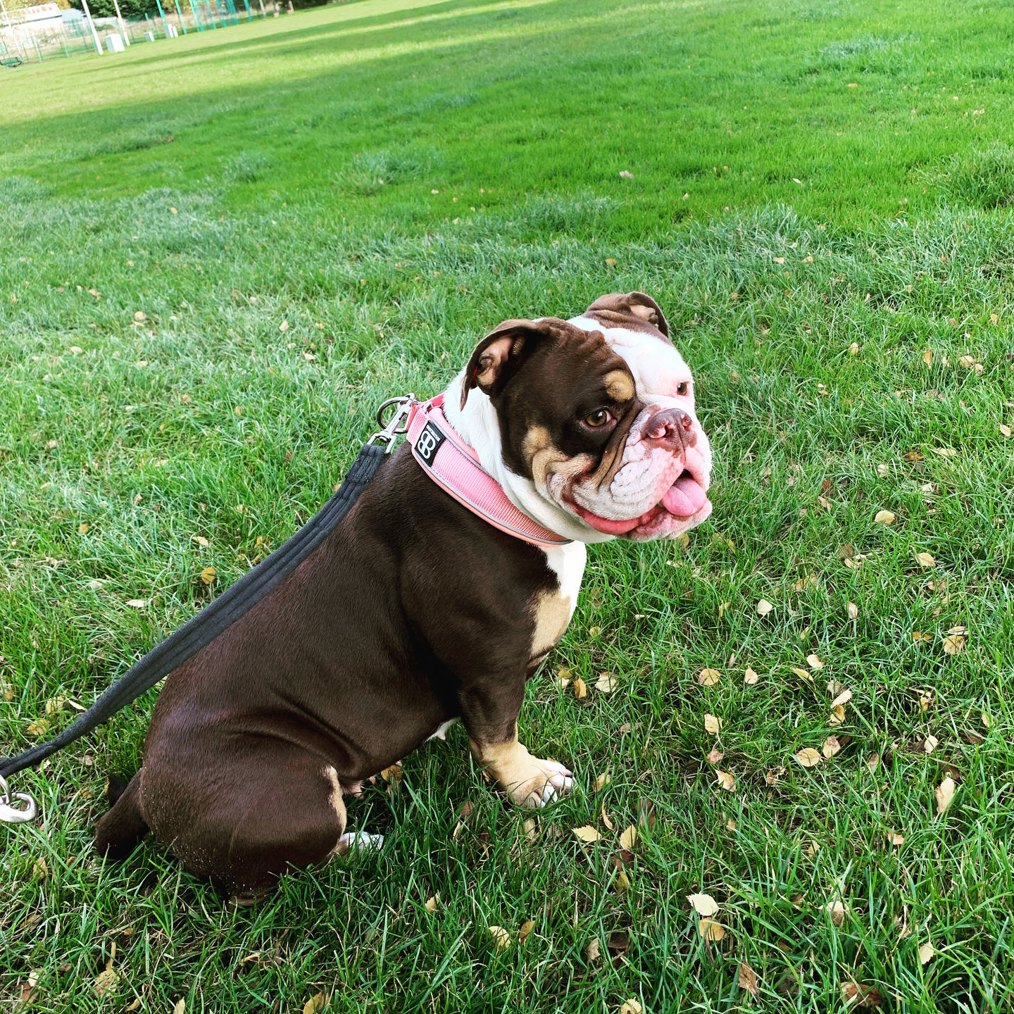 Customer photo review of 4cm Slip on Collar | Soft Padded & Reflective - Pink v2.0