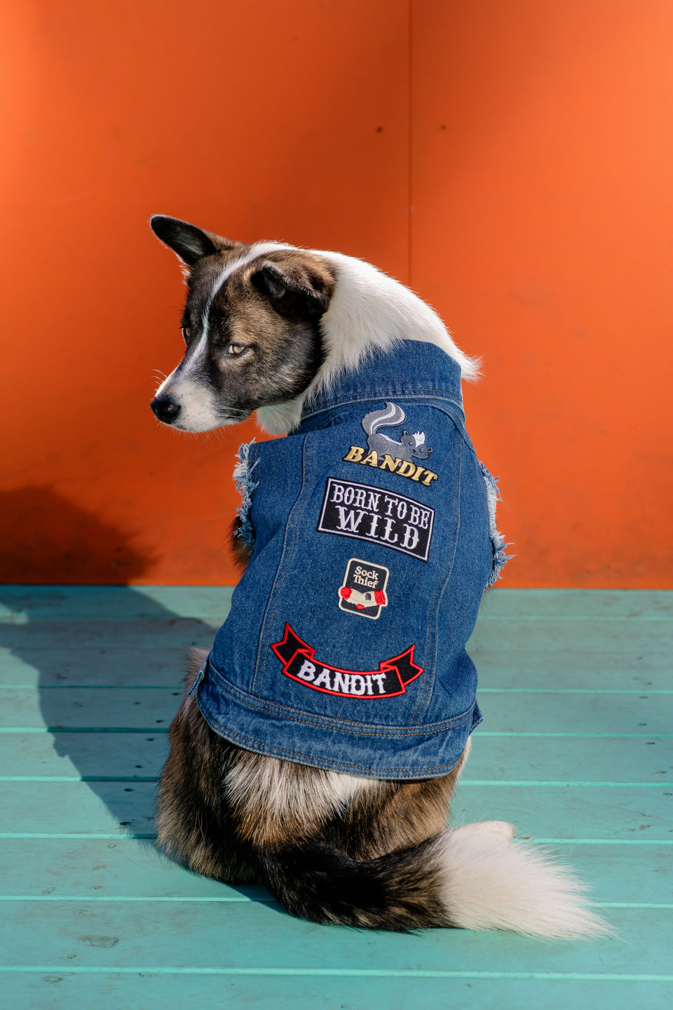 Customer photo review of Denim Dog Vest Raw Blue - Unpatched