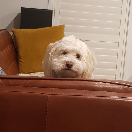 Customer photo review of Anti Fatigue Compression Foot Sleeve For Men & Women