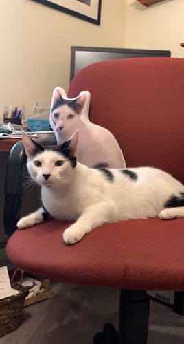 Customer photo review of Create A Custom Cat Pillow