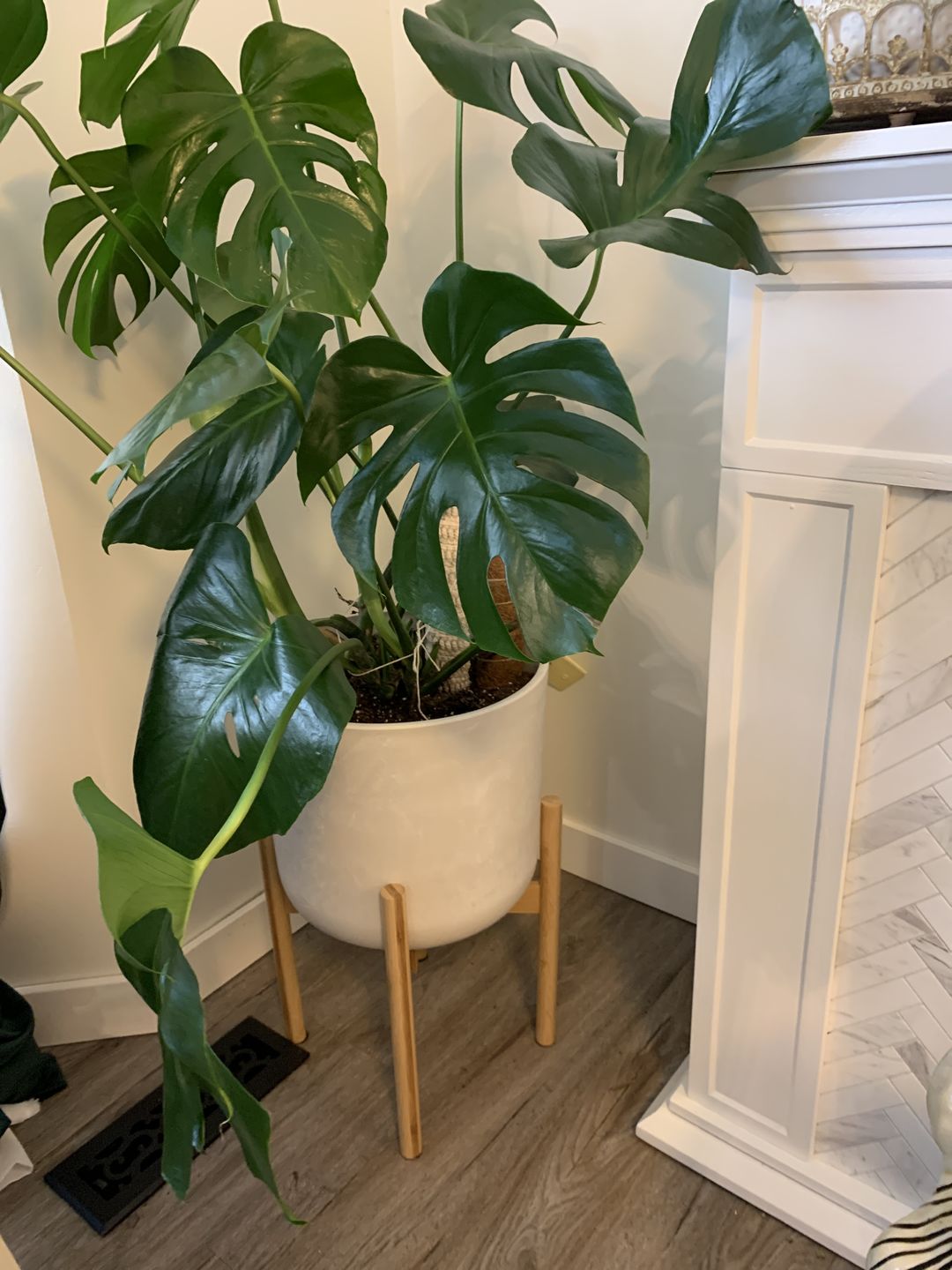 Customer photo review of 12” Signature Stone Planter