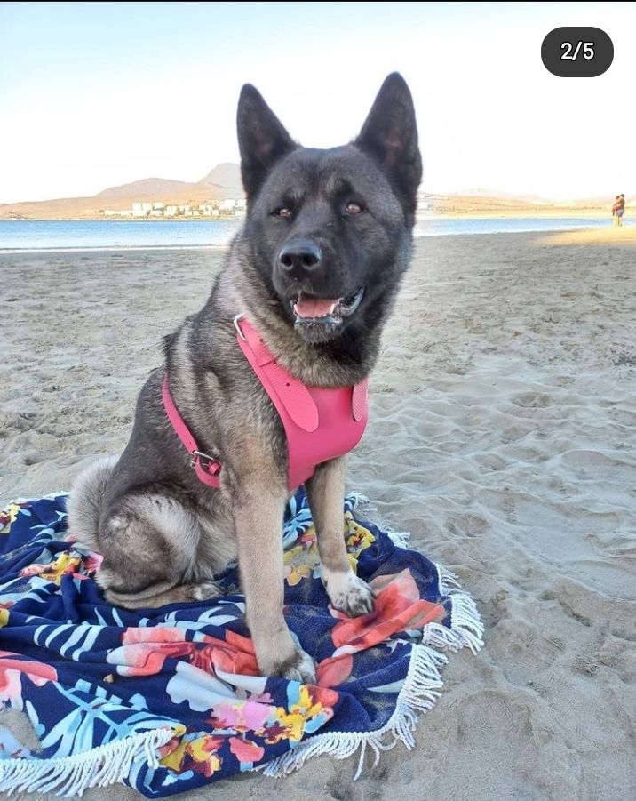 Customer photo review of Arnés Fucsia Talla XL