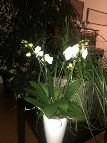 Customer photo review of 3 - 4 rispiges Orchideen 2er Paket + Übertöpfe