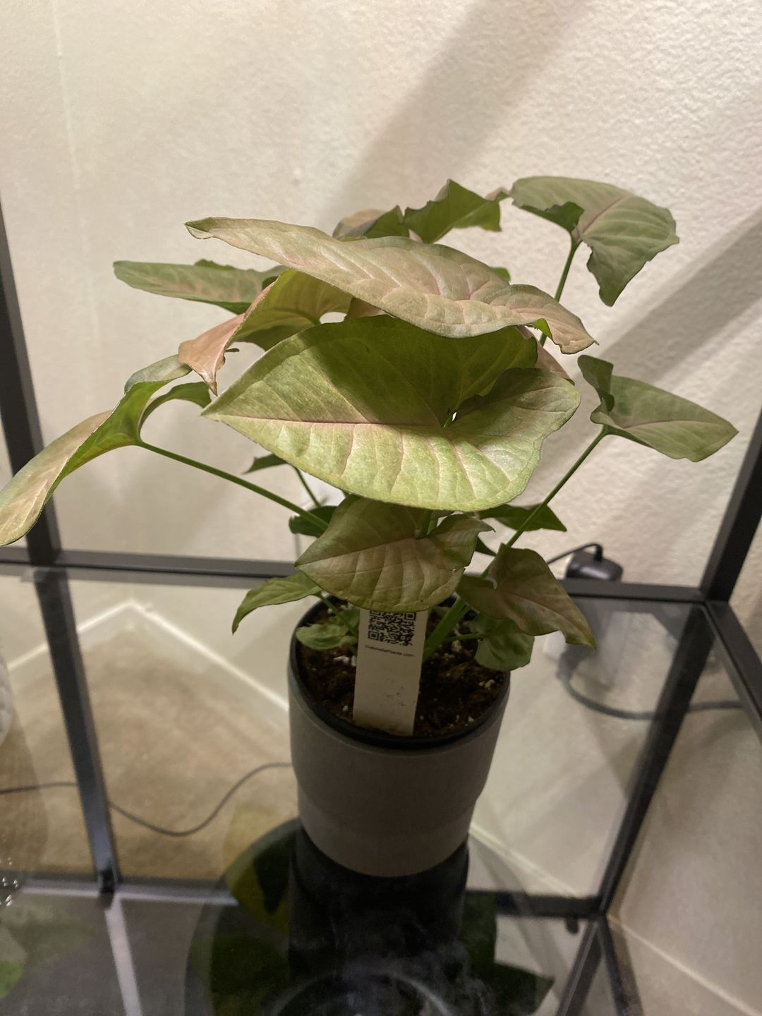 Customer photo review of 4" Syngonium Regina Red