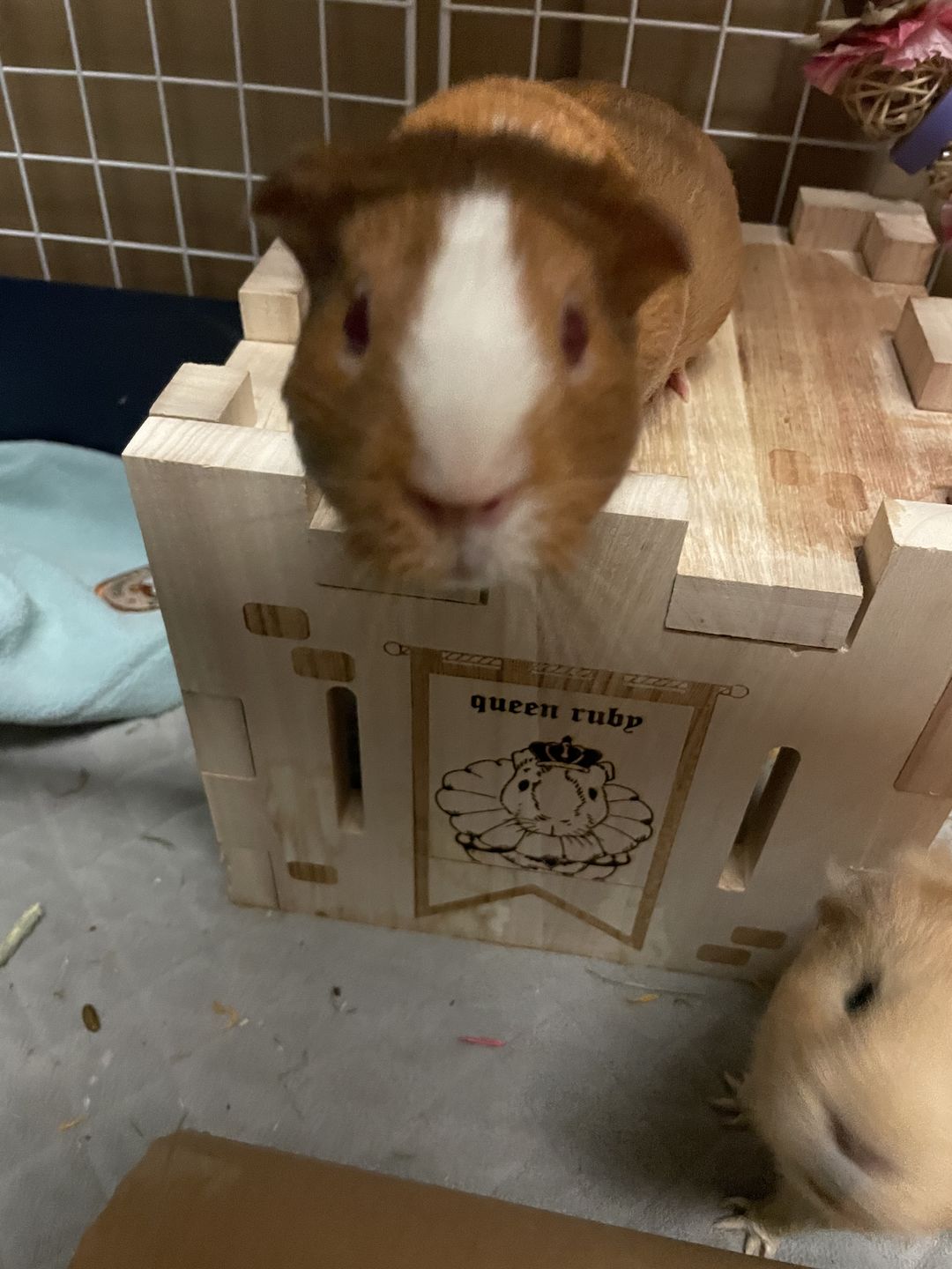 Customer photo review of GuineaDad Queen's Castle