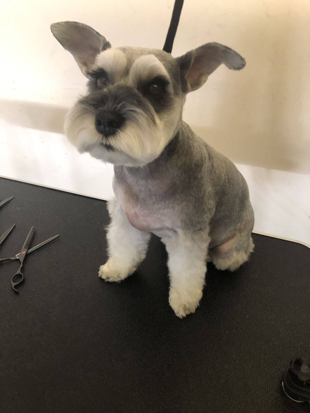 Customer photo review of Dog Hair Clippers