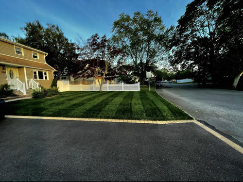 Customer photo review of GCI Turf Blue Heat Grass Seed