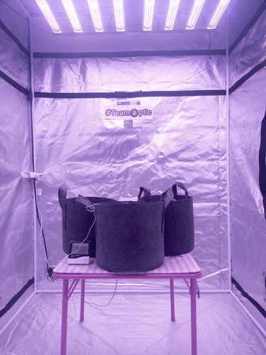 Customer photo review of Slim 650S - Dimmable LED Grow Light - 650w (Triple Dimmer) 3500K (UV/IR) LH351H V2