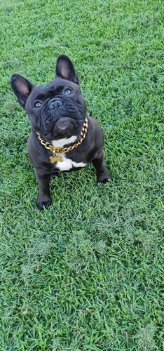 Customer photo review of Cuban Link 20mm Dog Gold Chain Collar