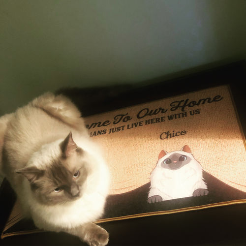 Customer photo review of Don’t Let The Cats Out Custom Doormat