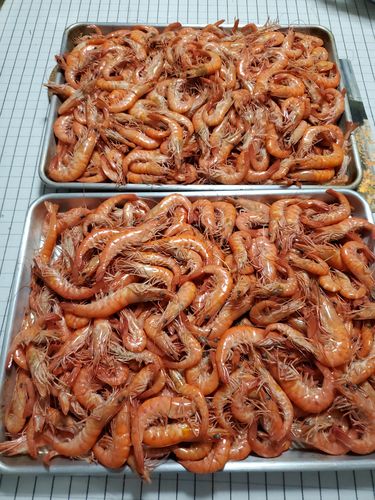 Customer photo review of 「10.16空运直达 当天鲜活配送」Live Shrimp 游水基围虾