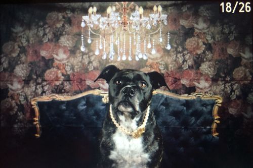 Customer photo review of Kate Boudoir Black Headboard Retro Florals Wall Backdrop Designed by Chain Photography