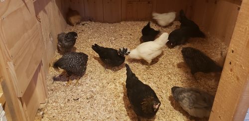 Customer photo review of GrubTerra Dried Larvae