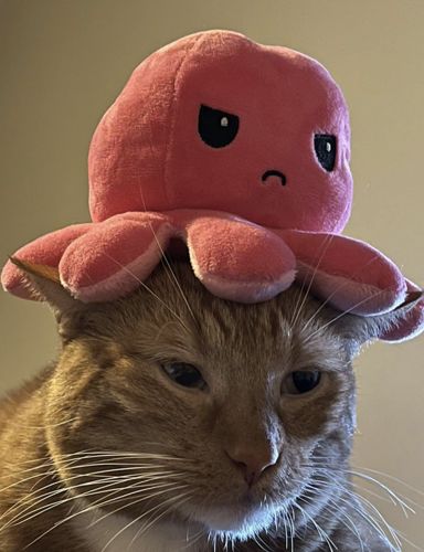 Customer photo review of Krake Kuscheltier umdrehen