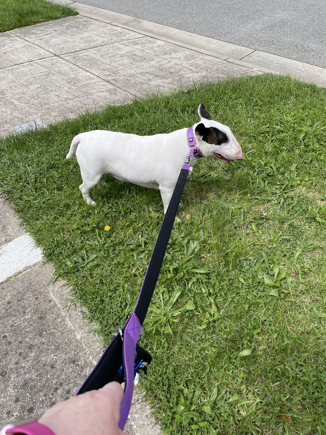 Customer photo review of 3cm Slip on Collar | Soft Padded & Reflective - Purple v2.0