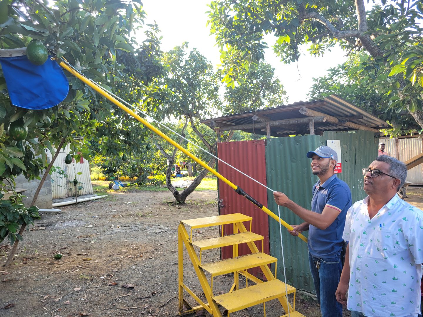Customer photo review of Fruit Picking Pole (Telescoping) |  Fiberglass Pole