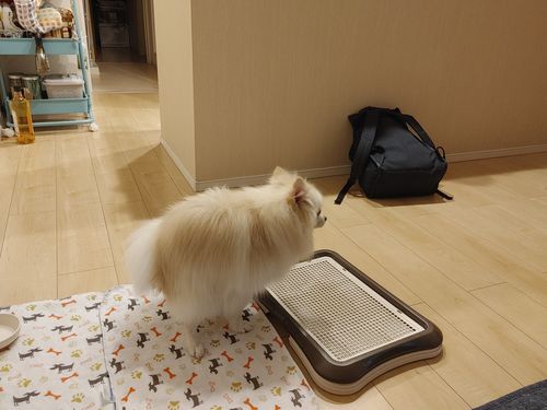 Wholesome Pets Japan レビュー 629 レビュー Wholesomepetsjapan Com