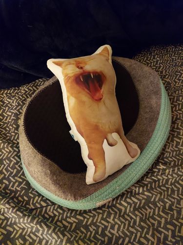 Customer photo review of Create A Custom Cat Pillow