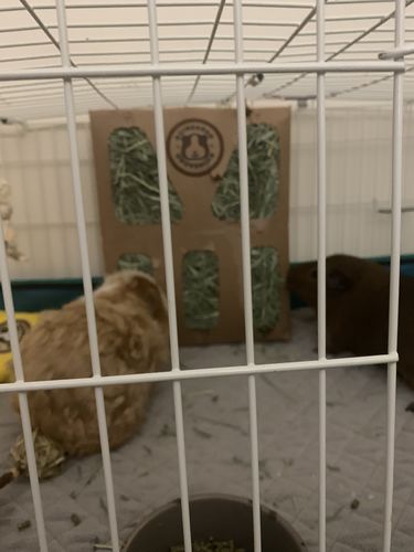 Customer photo review of GuineaDad Nourish Series - Timothy Hay (3 Pack)
