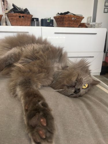 Avis photo d'un client sur Pâtée Chat Entier Sans Céréales - Boeuf