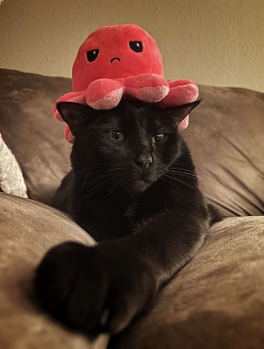 Customer photo review of Tintenfisch Kuscheltier umdrehen