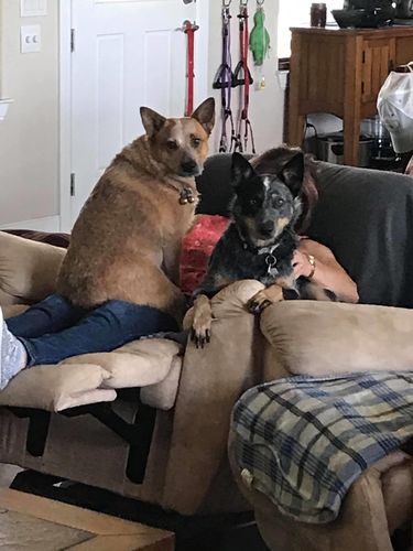 Customer photo review of Canine Cush Hip & Joint Chews