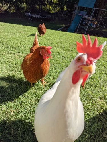 Customer photo review of GrubTerra Dried Larvae