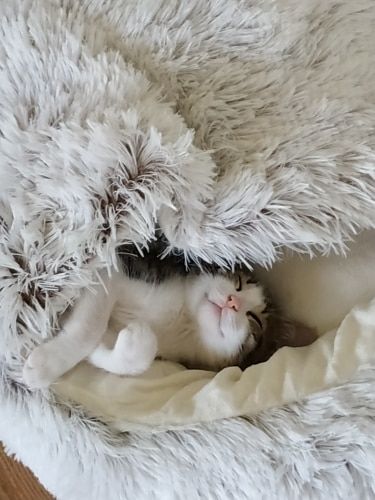 Customer photo review of Coussin Pour Chat Confort & Apaisant