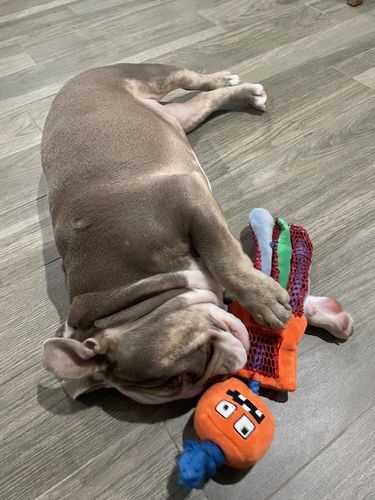 Customer photo review of GiGwi Monster Rope Plush Squeaker Dog Toy Orange Medium Large - Orange