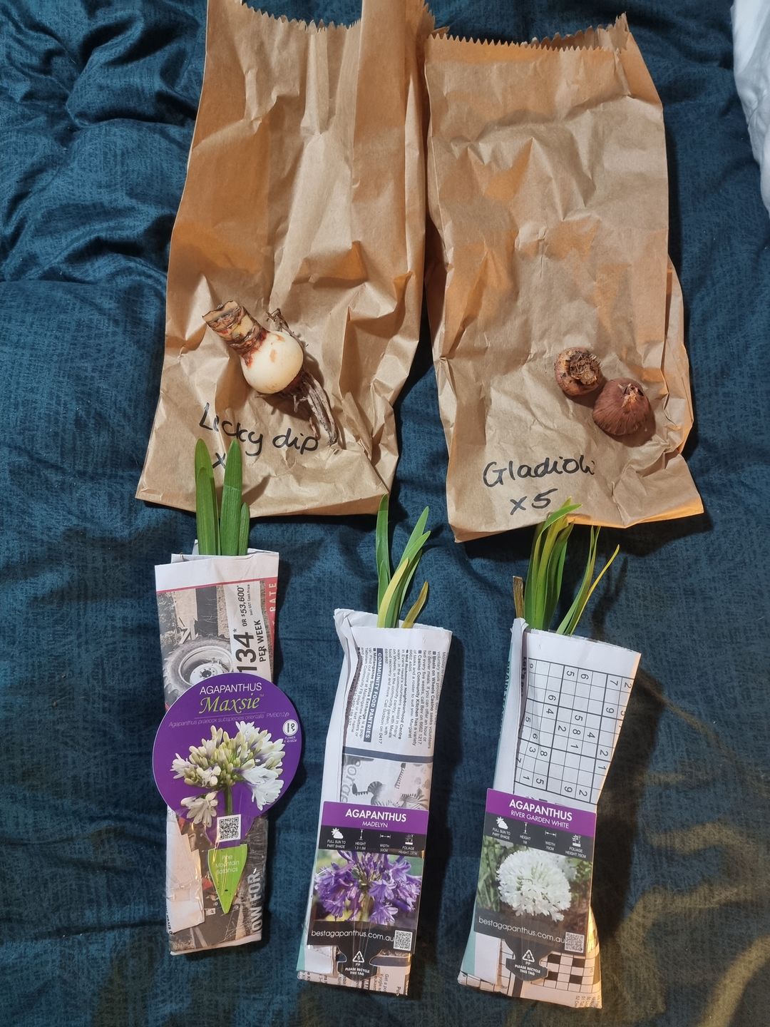 Customer photo review of Epidendrums