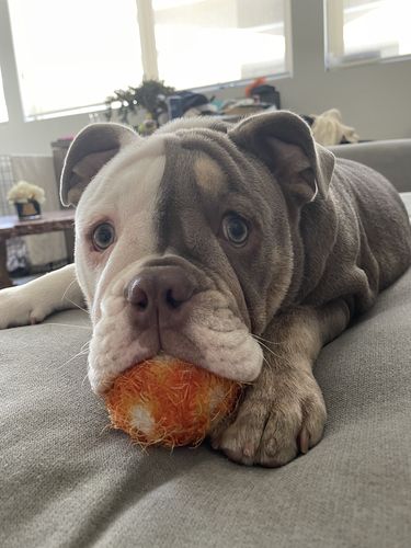 Customer photo review of Crazy Squeaker Ball Orange Medium