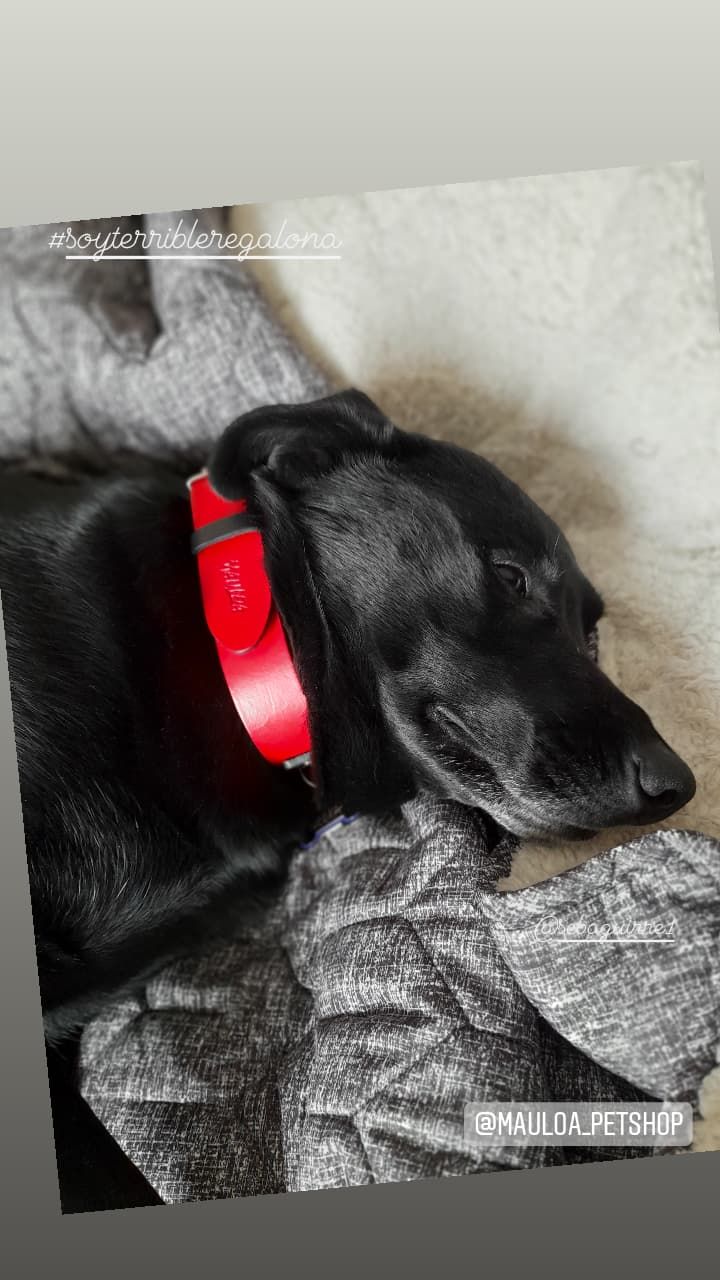 Customer photo review of Collar Duke Rojo/Negro