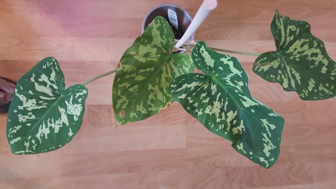 Customer photo review of 4" Caladium praetermissum 'Hilo Beauty'