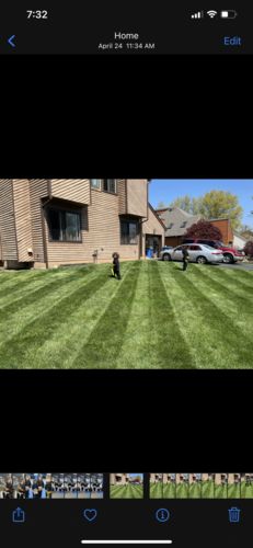 Customer photo review of GCI Turf Cool Blue Grass Seed